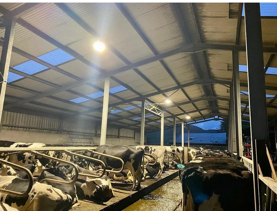 Dairy shed lighting installed by Henry Deane Electrical